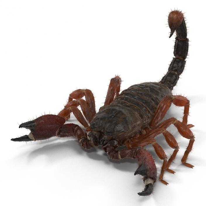 Scorpion Rigged with Fur 3D model