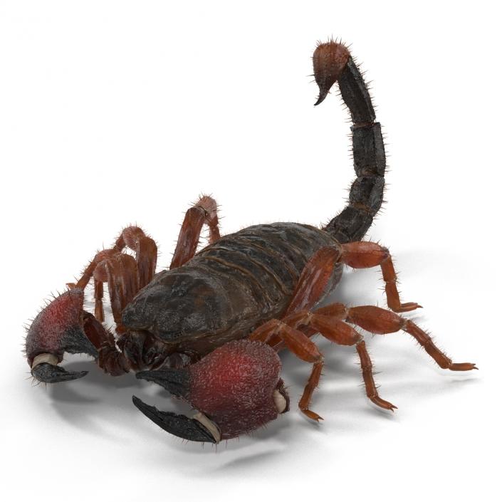 Scorpion Rigged with Fur 3D model