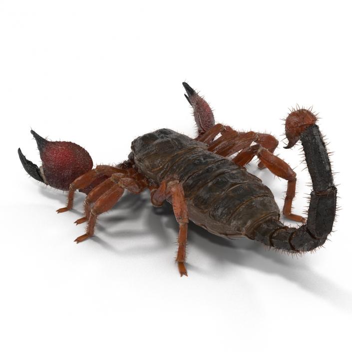 Scorpion Rigged with Fur 3D model