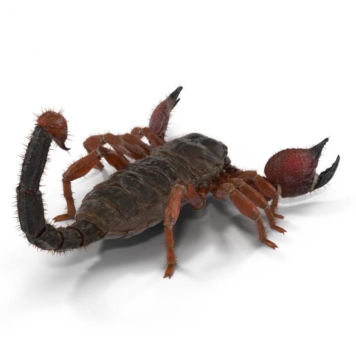 Scorpion Rigged with Fur 3D model