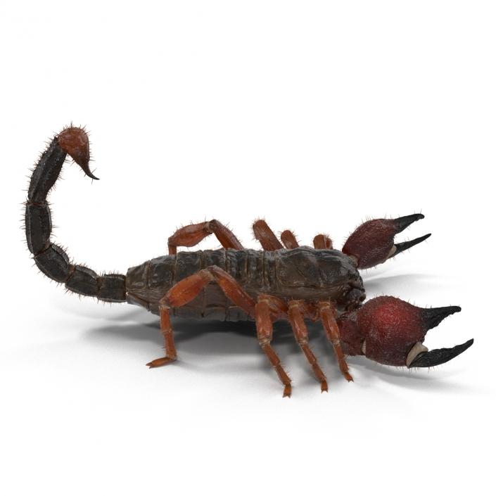 Scorpion Rigged with Fur 3D model