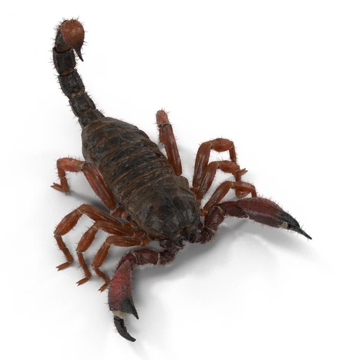 Scorpion Rigged with Fur 3D model