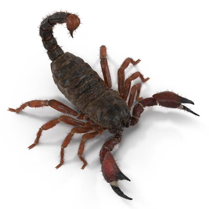 Scorpion Rigged with Fur 3D model