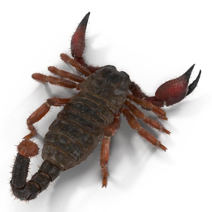 Scorpion Rigged with Fur 3D model