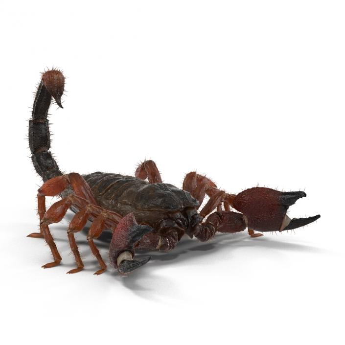 Scorpion Rigged with Fur 3D model