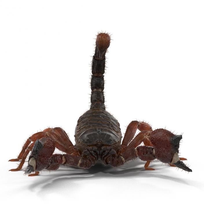 Scorpion Rigged with Fur 3D model