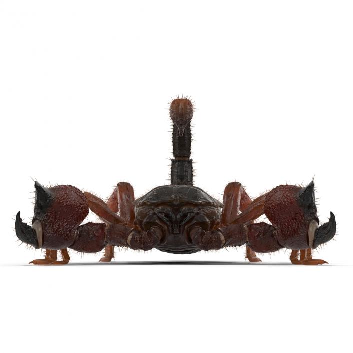 Scorpion Rigged with Fur 3D model