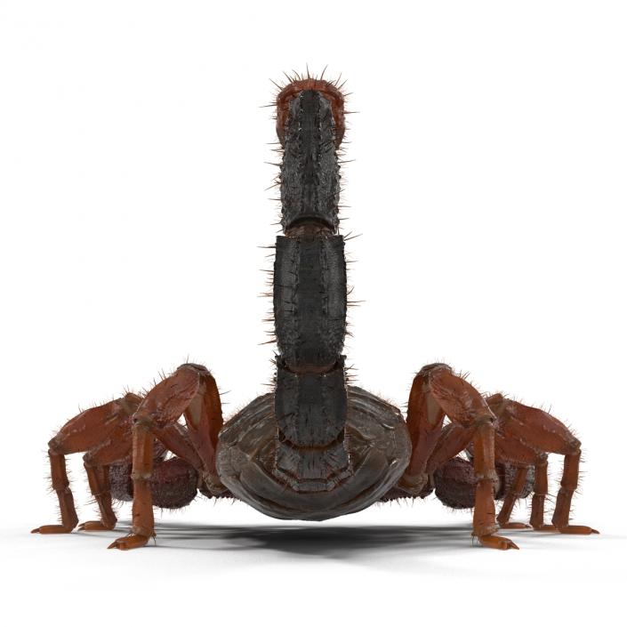 Scorpion Rigged with Fur 3D model