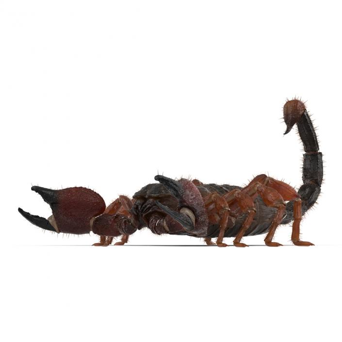 Scorpion Rigged with Fur 3D model