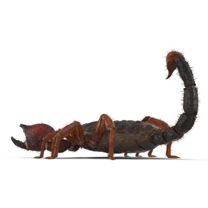 Scorpion Rigged with Fur 3D model