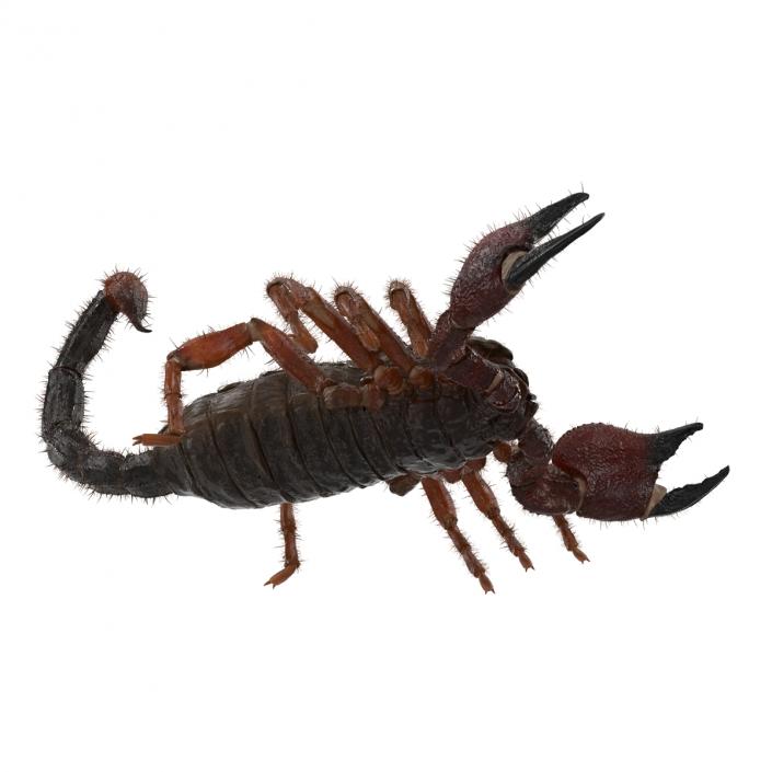 Scorpion Rigged with Fur 3D model