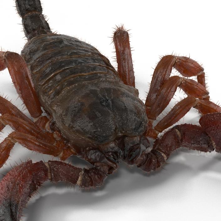 Scorpion Rigged with Fur 3D model