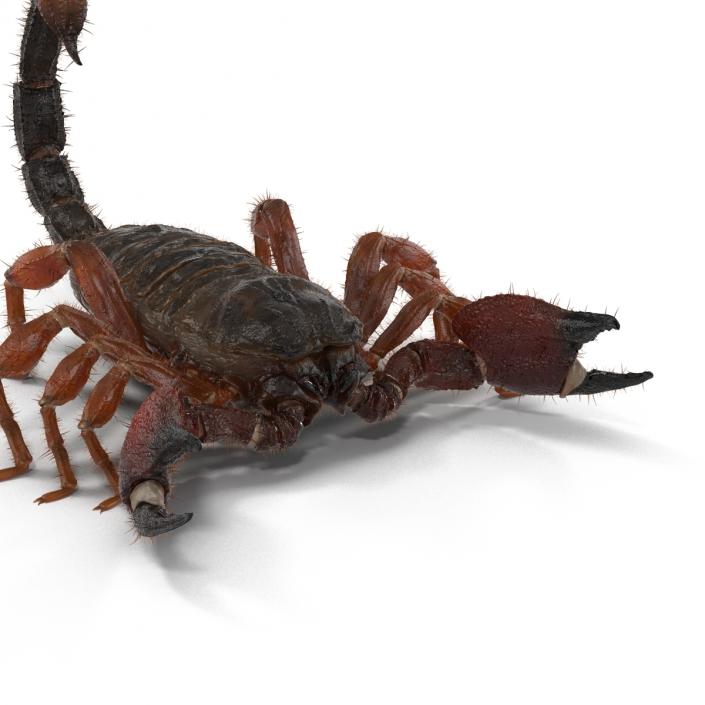 Scorpion Rigged with Fur 3D model