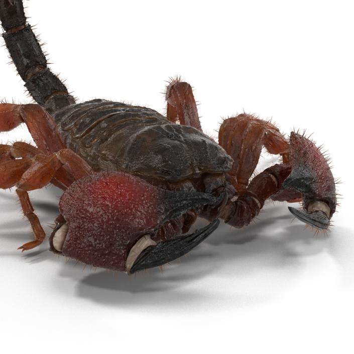 Scorpion Rigged with Fur 3D model