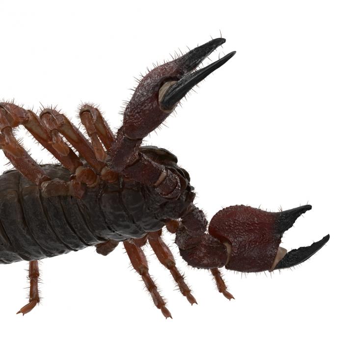 Scorpion Rigged with Fur 3D model