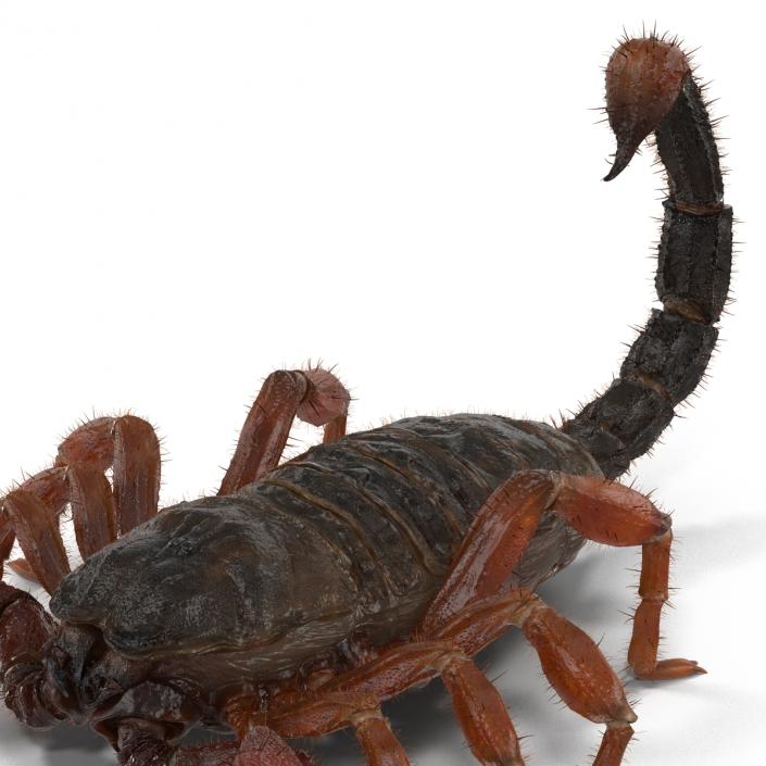 Scorpion Rigged with Fur 3D model