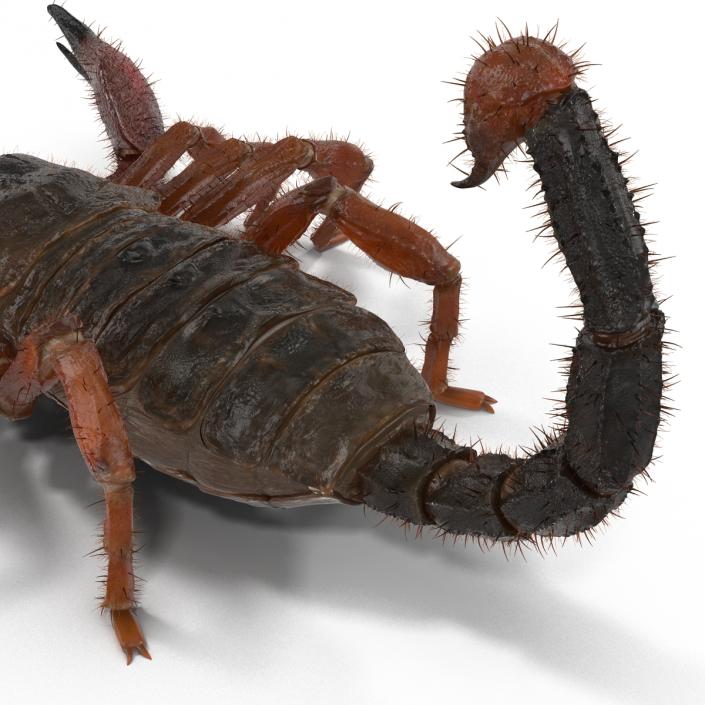 Scorpion Rigged with Fur 3D model