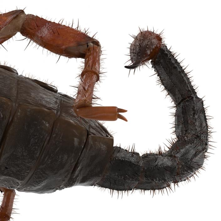 Scorpion Rigged with Fur 3D model