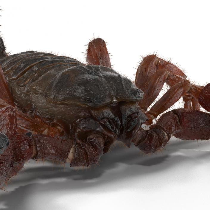 Scorpion Rigged with Fur 3D model