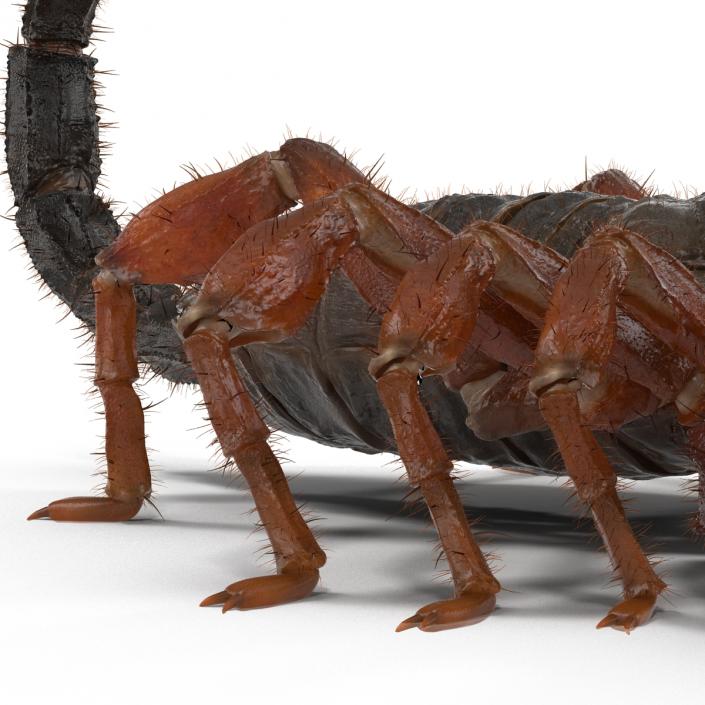 Scorpion Rigged with Fur 3D model