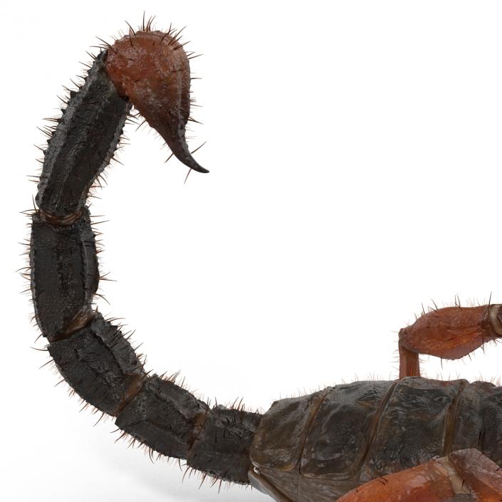 Scorpion Rigged with Fur 3D model