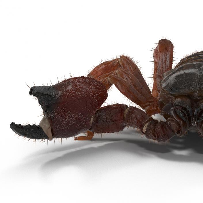 Scorpion Rigged with Fur 3D model