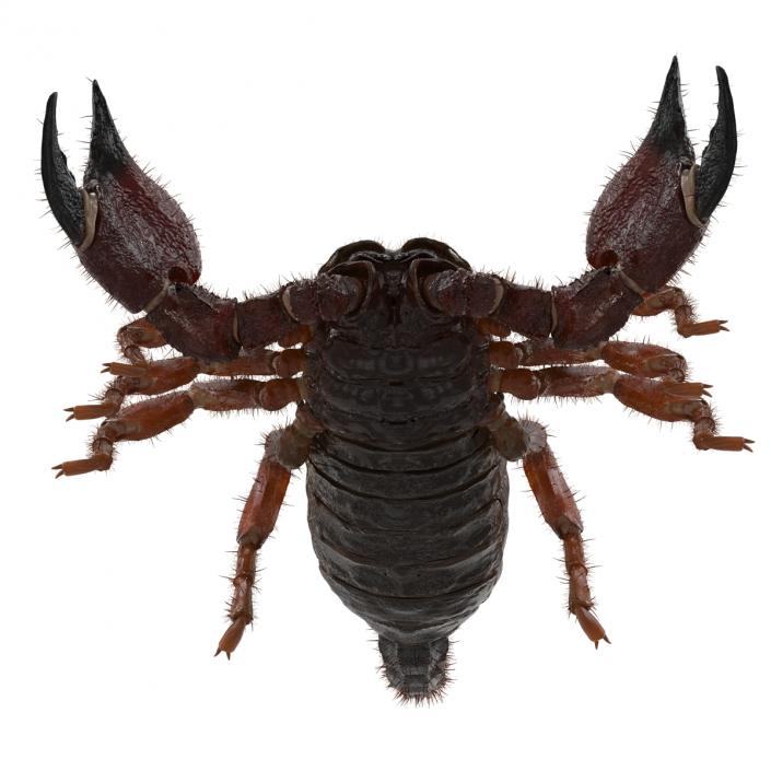 Scorpion Rigged with Fur 3D model