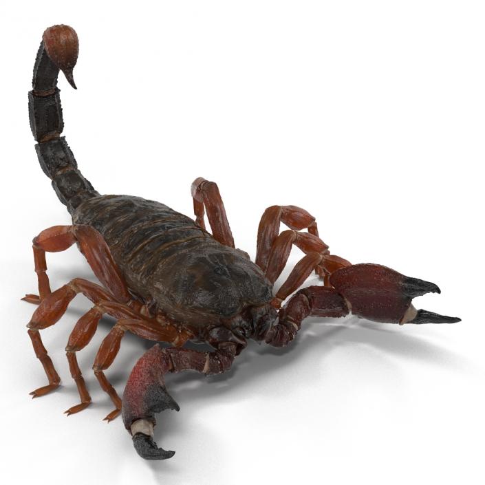 3D model Scorpion Rigged