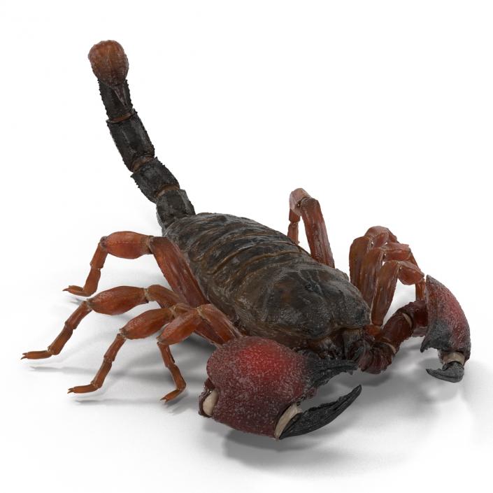 3D model Scorpion Rigged