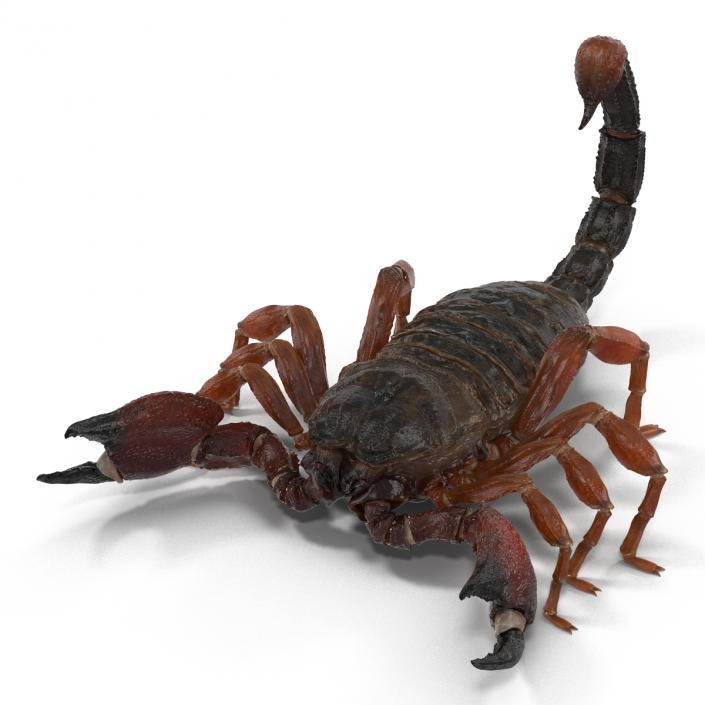 3D model Scorpion Rigged