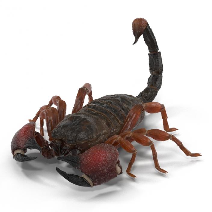 3D model Scorpion Rigged