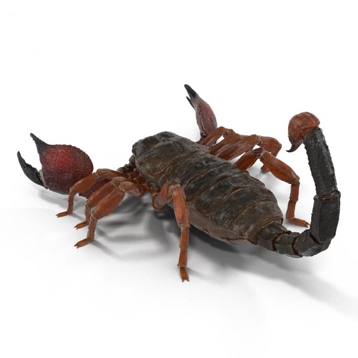 3D model Scorpion Rigged