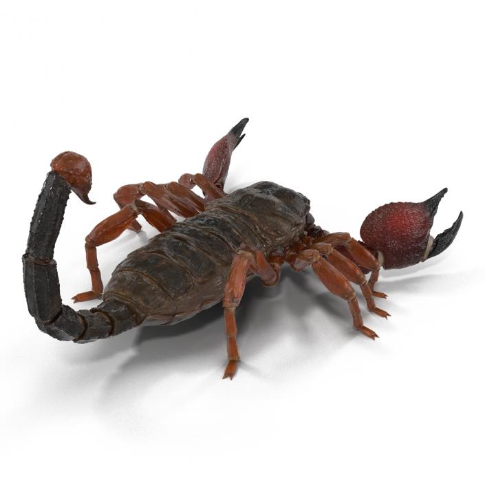 3D model Scorpion Rigged