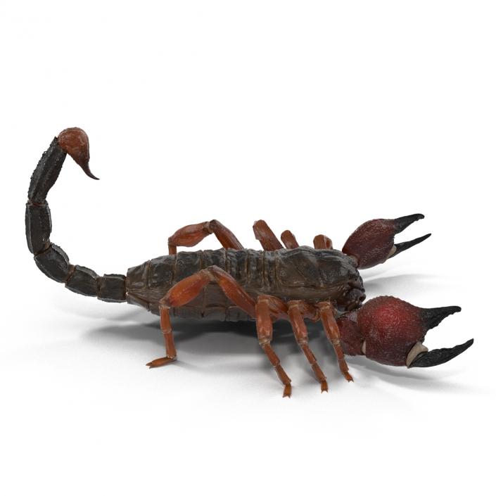 3D model Scorpion Rigged