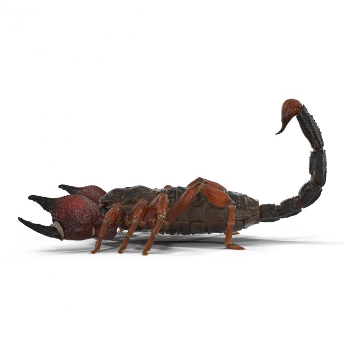 3D model Scorpion Rigged