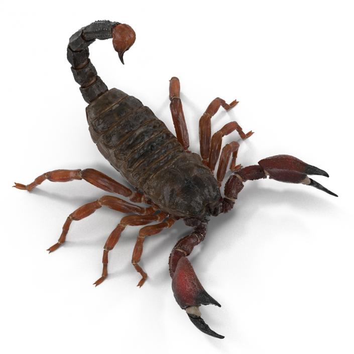 3D model Scorpion Rigged