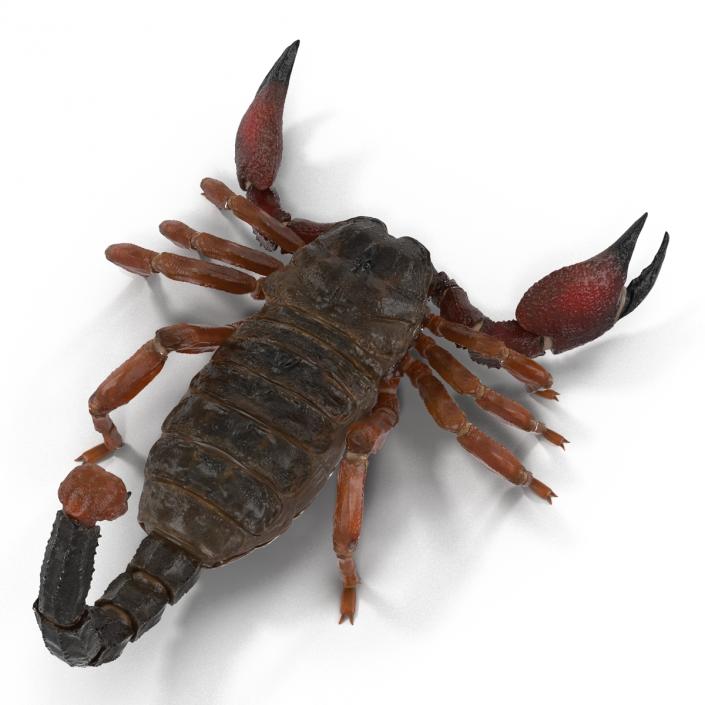 3D model Scorpion Rigged