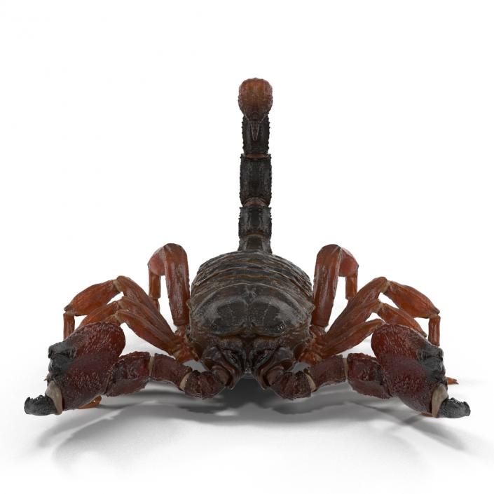 3D model Scorpion Rigged