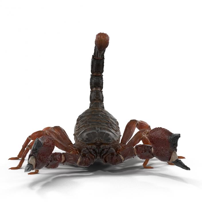 3D model Scorpion Rigged