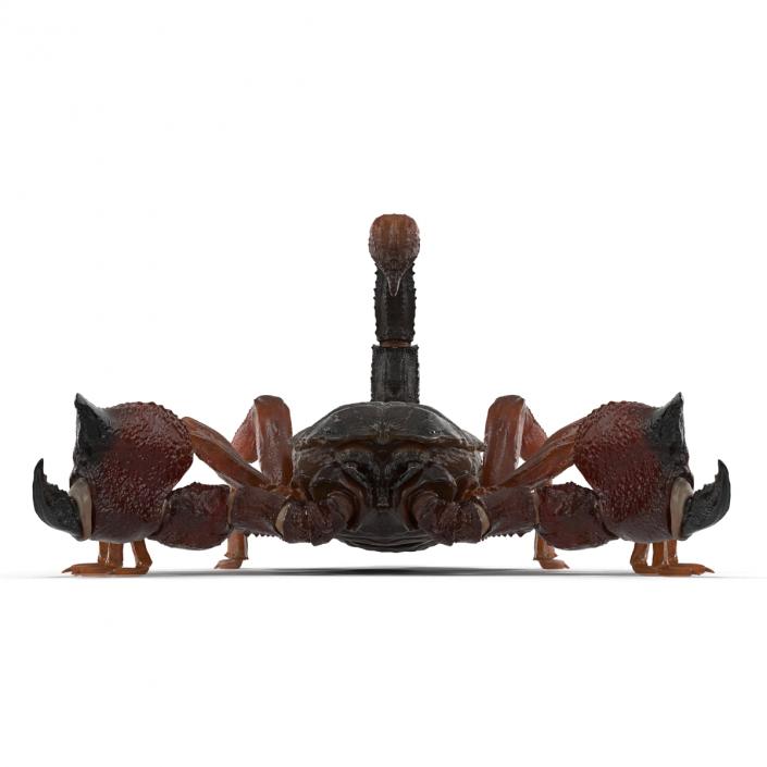 3D model Scorpion Rigged