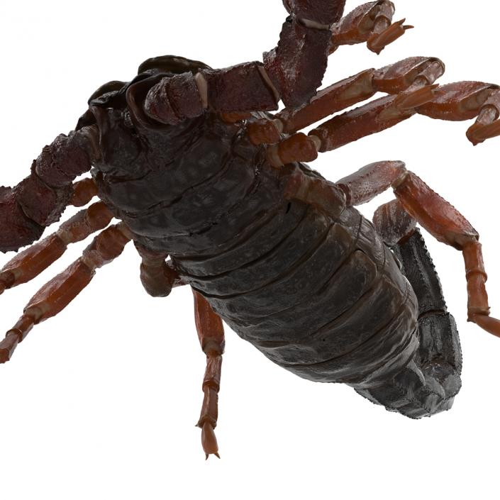 3D model Scorpion Rigged