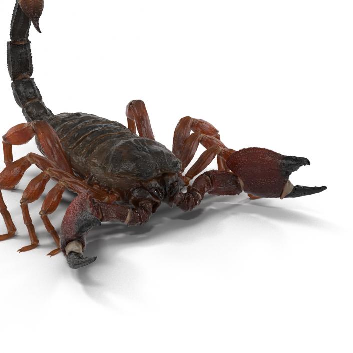 3D model Scorpion Rigged