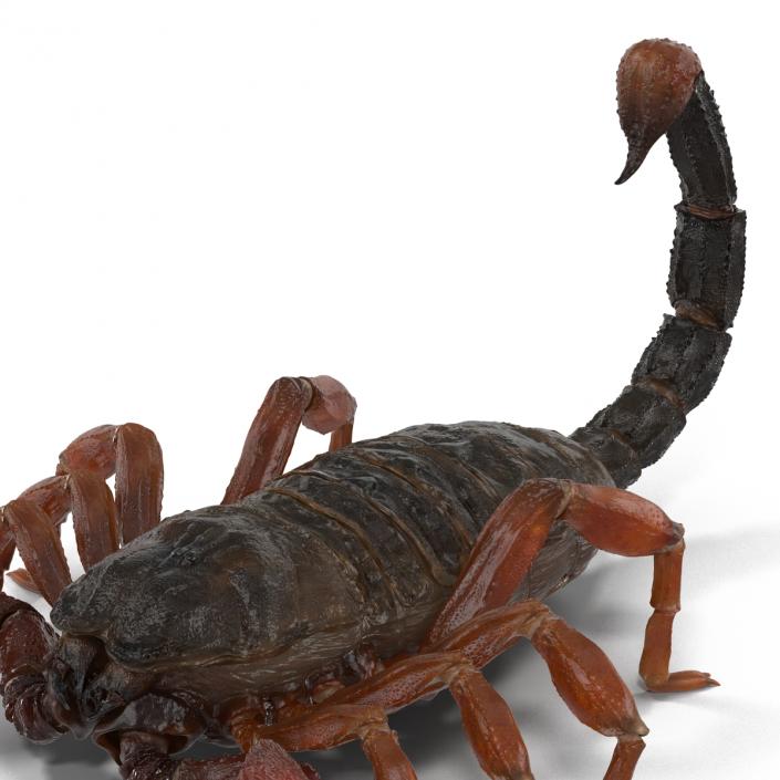 3D model Scorpion Rigged