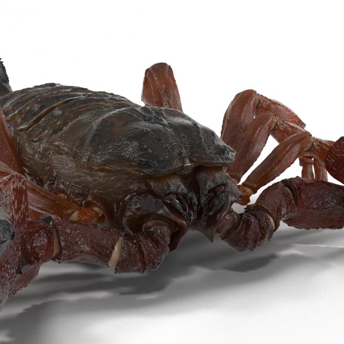 3D model Scorpion Rigged