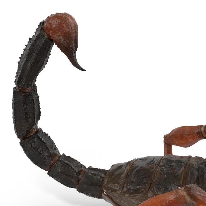 3D model Scorpion Rigged