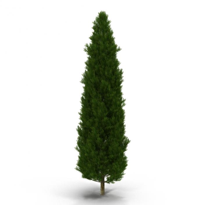 Cypress Tree 3D