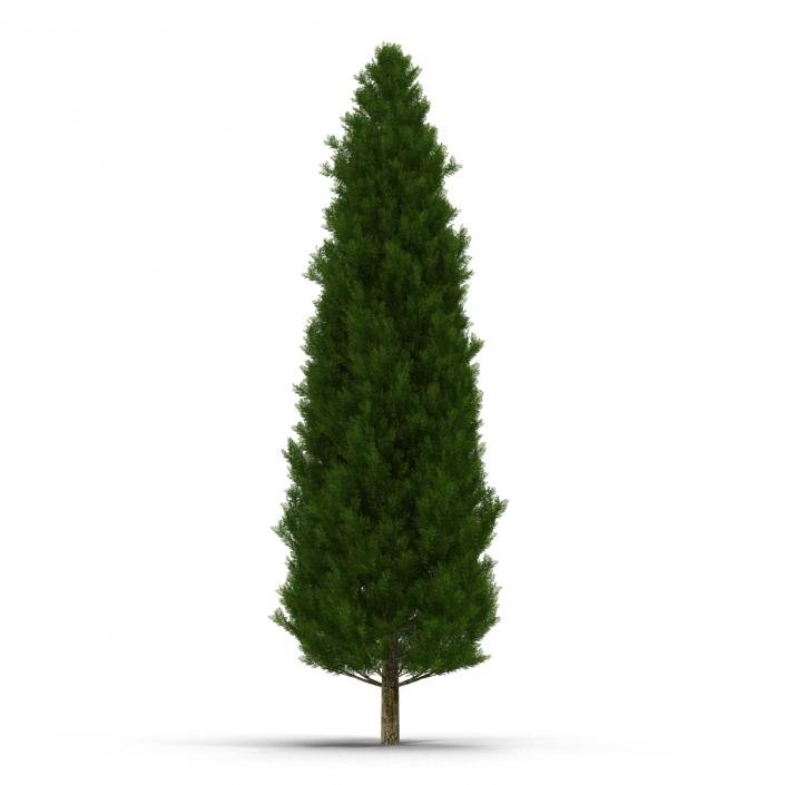 Cypress Tree 3D