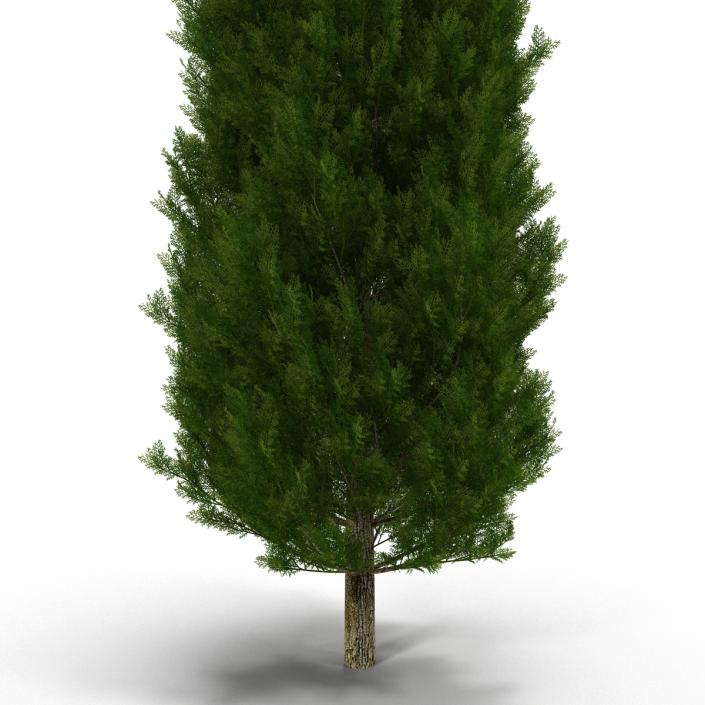 Cypress Tree 3D