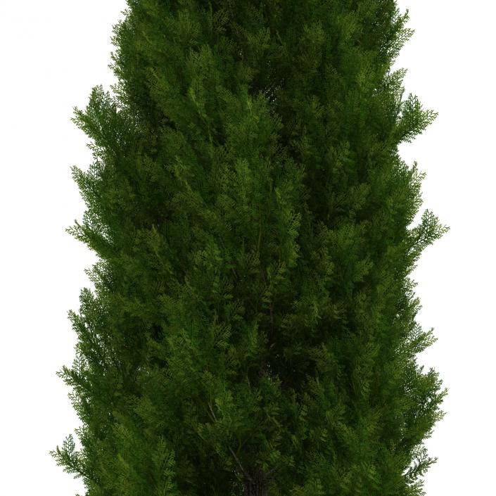 Cypress Tree 3D