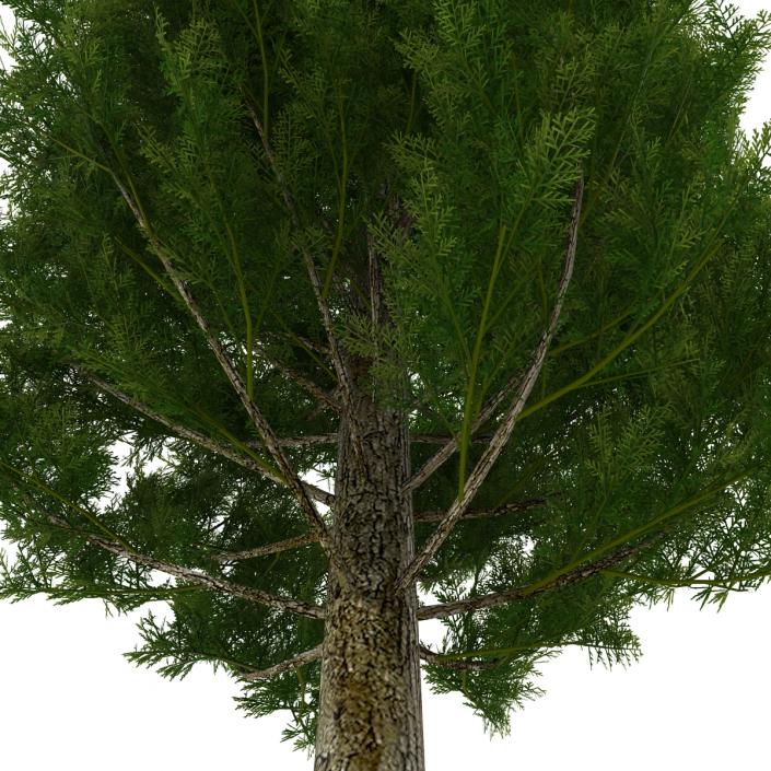 Cypress Tree 3D